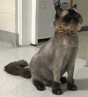 coco