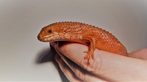 spike2