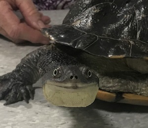 turtle